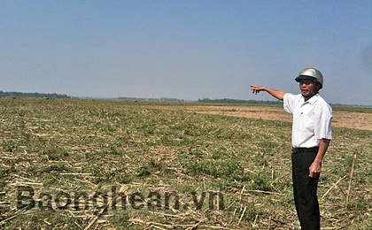 Giải pháp hiệu quả cho vùng đất bãi Hưng Nguyên