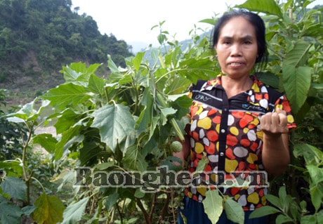 Kỳ Sơn: 4 người ngộ độc cà độc dược đã ổn định sức khỏe