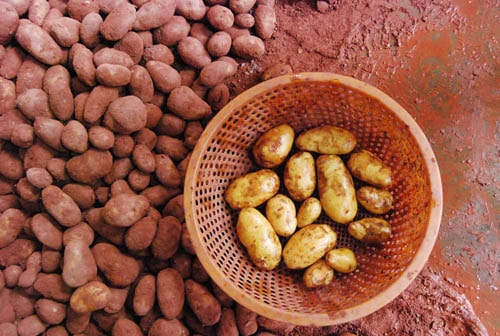 Hàng chục tấn khoai tây Trung Quốc vẫn đổ về Đà Lạt