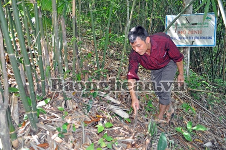Khôi phục, phát triển bền vững cây lùng nguyên liệu