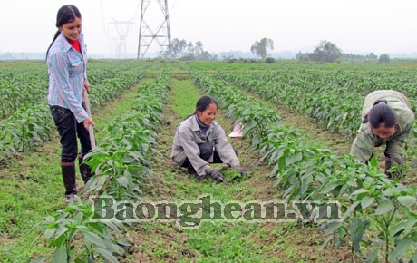 Hướng đi mới từ luân canh cây ớt với cỏ ngọt