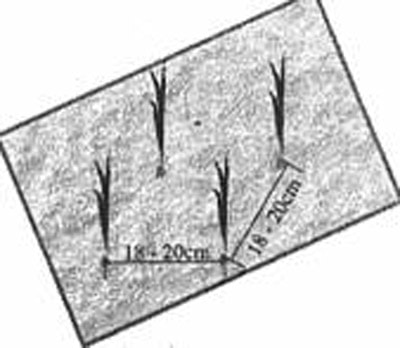 Kỹ thuật sử dụng phân viên nén nhả chậm cho lúa