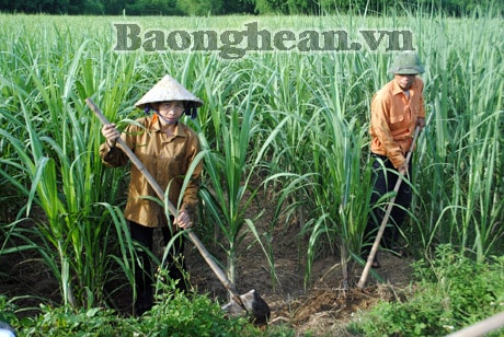 Giá mía thấp nông dân ngại đầu tư, chăm sóc