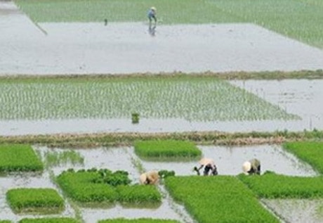 Phú Thọ khảo nghiệm thành công nhiều giống lúa mới