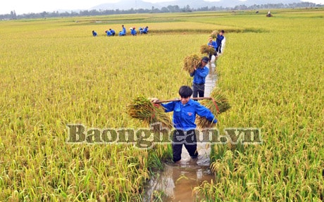 Hưng Tân (Hưng Nguyên): Khi nghị quyết gắn với thực tiễn