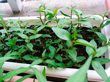 Chữa đầy hơi bằng rau răm