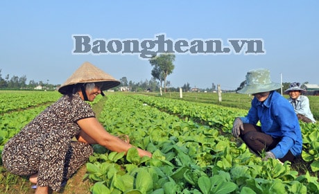 Thành phố Vinh: Chỉ đạo đẩy nhanh tiến độ cấp bìa đất nông nghiệp