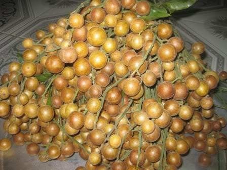 Quất hồng bì trị nấc