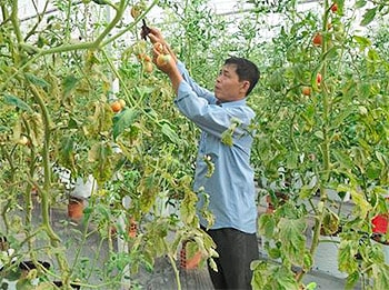 Tiềm năng phát triển cây cà chua