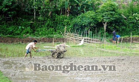 Con Cuông: Giải pháp chống hạn cho vụ mùa