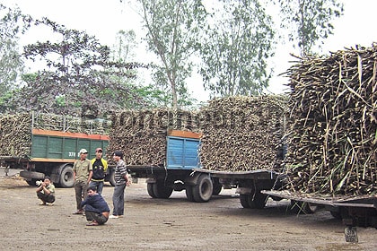 Bài 2: Vì sao người trồng mía luôn phải chịu thua thiệt?