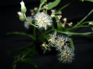 Cỏ bạc đầu trị sốt rét, rắn cắn...