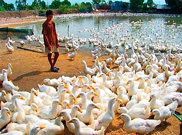 Phát triển thủy cầm an toàn sinh học