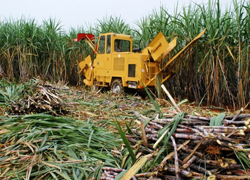 Doanh nghiệp lãi khá, người trồng mía nghèo thêm