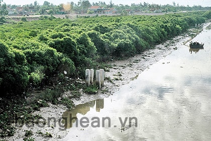 Rừng ngập mặn - “vườn sau” của các xã ven biển Diễn Châu