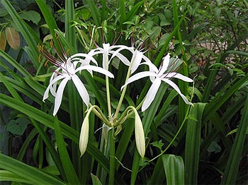 Tác dụng điều trị u xơ tử cung từ cây trinh nữ hoàng cung