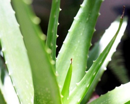 Cây thuốc bất tử với sức khỏe con người