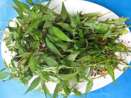 Thận trọng khi sử dụng rau răm