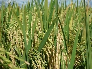 Nhật Bản tìm ra một giống lúa mới chịu được hạn hán