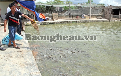 Làng cá Diễn Đoài