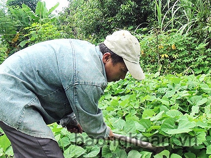 Bản Na Tóng bớt nghèo nhờ chuyển đổi cơ cấu cây trồng