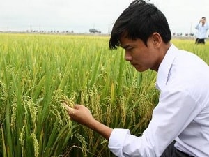 Đồng Tháp: Lai tạo thành công bộ giống lúa mới