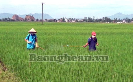 Chủ động phòng trừ bệnh khô vằn trên lúa