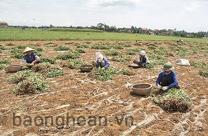Nông nghiệp bền vững ở Diễn Châu