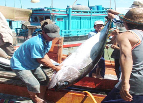 Xuất khẩu cá ngừ gặp khó vì thiếu nguyên liệu