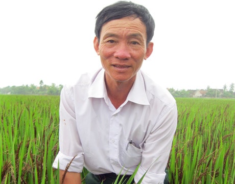 Nông dân Phan Văn Hòa và giống lúa quý