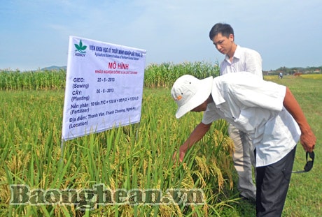 Thanh Chương: Hội thảo đầu bờ giống lúa lai Thiên ưu 998