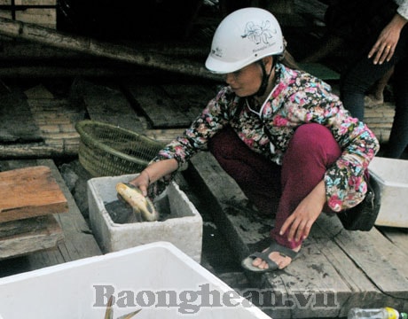 “Chợ nổi” giữa lòng hồ