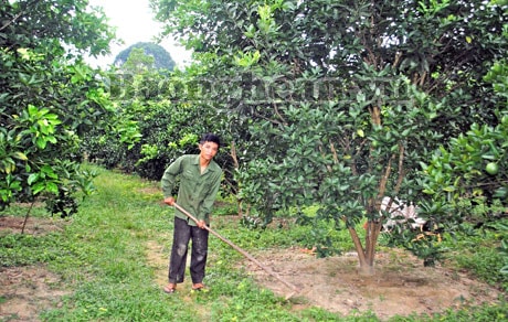 Con Cuông: Hiệu quả từ giống cam Vân Du