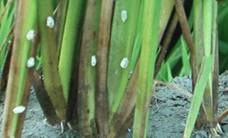 Ứng dụng công nghệ sinh học trong sản xuất lúa