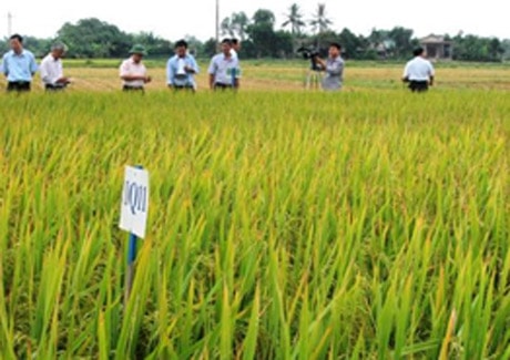 Triển vọng giống lúa mới