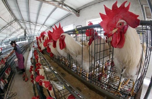 Phát hiện virus cúm gia cầm nguy hiểm hơn H7N9