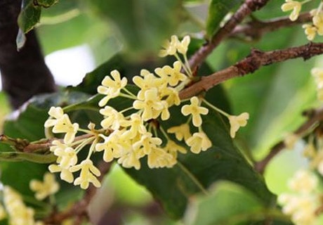 Cây hoa mộc chữa đau răng, đau lưng