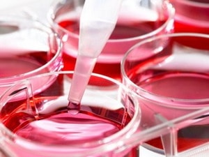 Phát triển bộ não của con người từ tế bào gốc