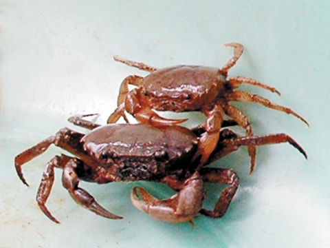 Cua đồng chữa ho, tức ngực