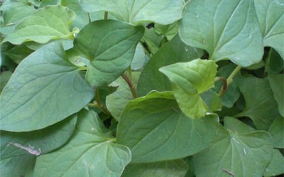 Rau diếp cá - cây thuốc chữa 8 bệnh