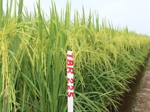 Thái Bình giới thiệu hai giống lúa mới năng suất cao