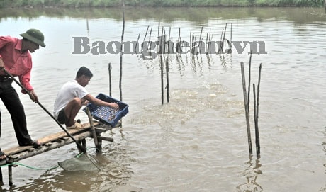 Nuôi cá giống mới: Bấp bênh đầu ra