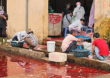 Kinh hoàng lòng lợn được làm sạch bằng... ủng