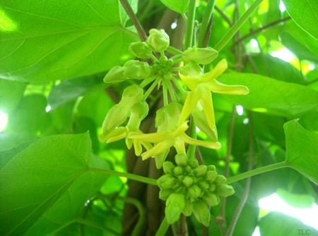 Mất ngủ dùng hoa thiên lý