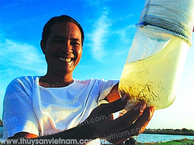 Các bước chuẩn bị vụ tôm mới