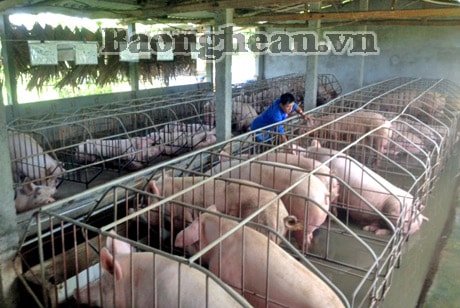 Chế độ thú y cơ sở: Cần quan tâm thỏa đáng