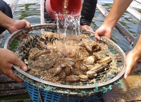 Nuôi ốc hương kết hợp tu hài