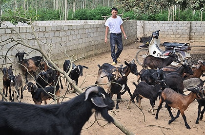 Làm giàu từ vốn vay ủy thác