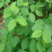 Rau ngót chữa đổ mồ hôi trộm, táo bón ở trẻ em