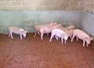 Kỹ thuật làm đệm lót lên men trong chăn nuôi lợn